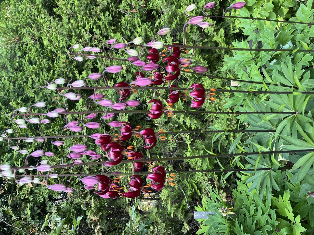 Martagon lily which was sent to Michel St. Pierre from a gardener in the far north of the Northwest Territories near the Yukon.